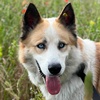 Lucky R Husky Pernik
